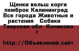 Щенки вельш корги пемброк Калининград - Все города Животные и растения » Собаки   . Тверская обл.,Конаково г.
